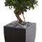 4.5ft. Sweet Bay Double Topiary Tree in Black Planter
